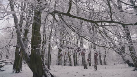 alter blattloser baumstamm inmitten eines mystischen waldes in der winterlandschaft