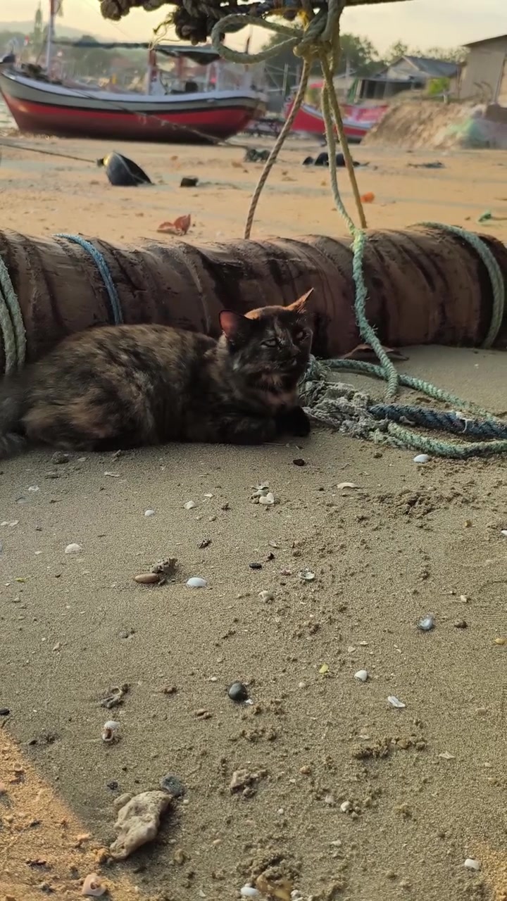 Gato Tartaruga Descansando em Praia Arenosa Perto de Barcos de Pesca