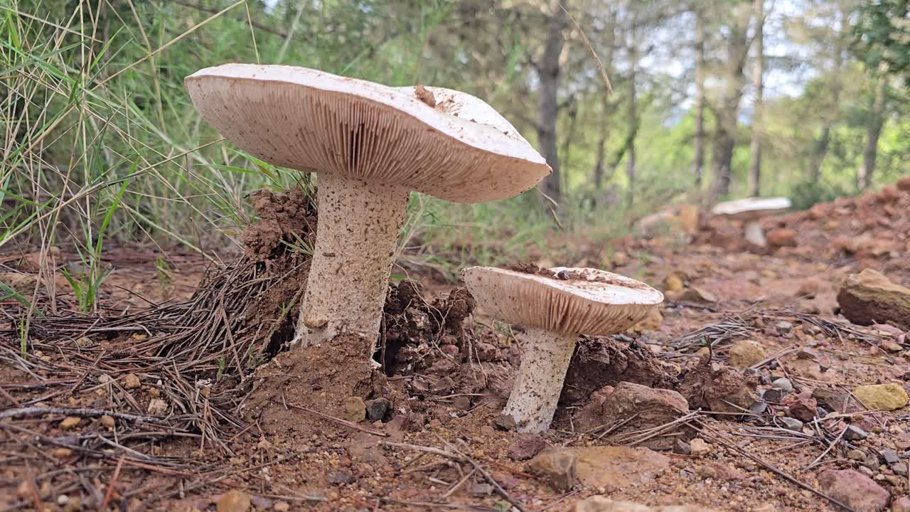 Yksityiskohtainen matalan kuvakulman näkymä kahdesta metsän pohjalla kasvavasta luonnonvaraisesta Agaricus xanthodermus -sienestä.