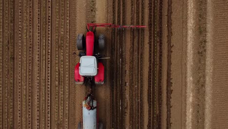 los pájaros ven el vuelo del dron subiendo tractores sobre el campo y vierten plantas de lechuga jóvenes con agua