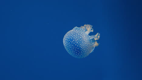 close-up of white-spotted jellyfish