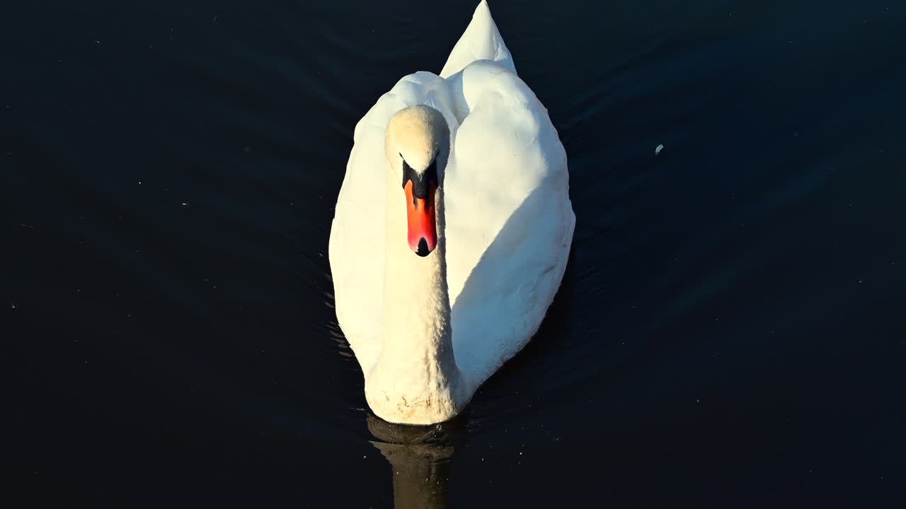 A beautiful white swan swims effortlessly across still waters, its reflection shimmering in the twilight. The peaceful atmosphere showcases nature's elegance at dusk