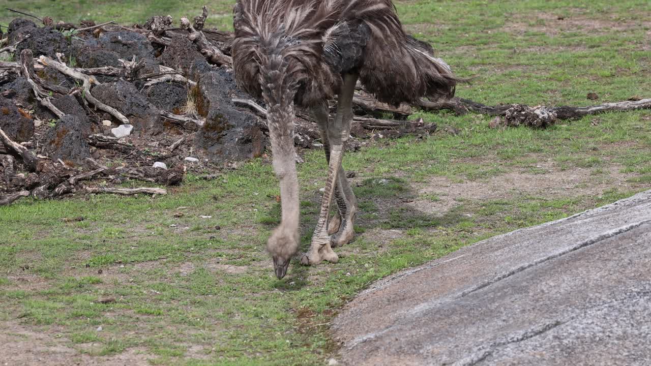 느린 영상: 남아프리카 공화국 의 호랑이 가 야생 에서 잔디 와 옥수수 를  ⁇ 는 모습, 가까운 사진