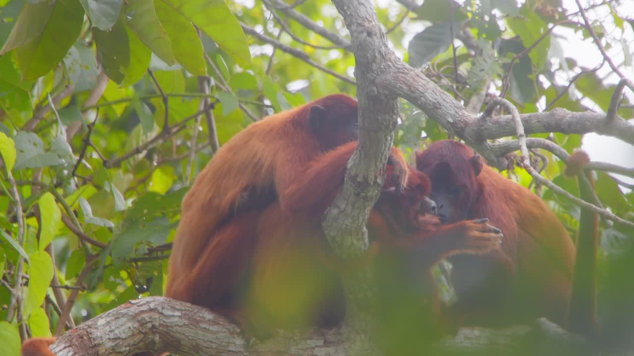 Scimmie urlatrici rosse che si puliscono e creano legami in cima alla volta arborea, mostrando il loro comportamento sociale.