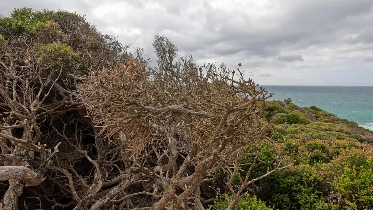 Windswept trees overlook a rugged coastline under cloudy skies, capturing the serene beauty of Aireys Inlet, Victoria