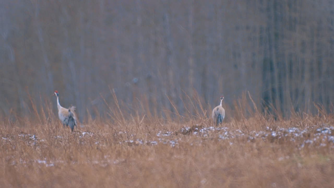 pájaros grullas en su camino en el aire