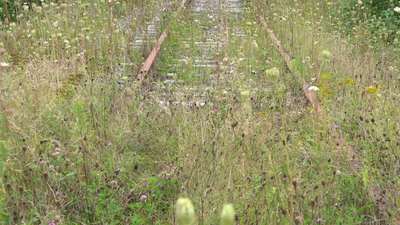 이 버려진 철도에서 자연이 그의 자리를 완전히 추월했습니다.