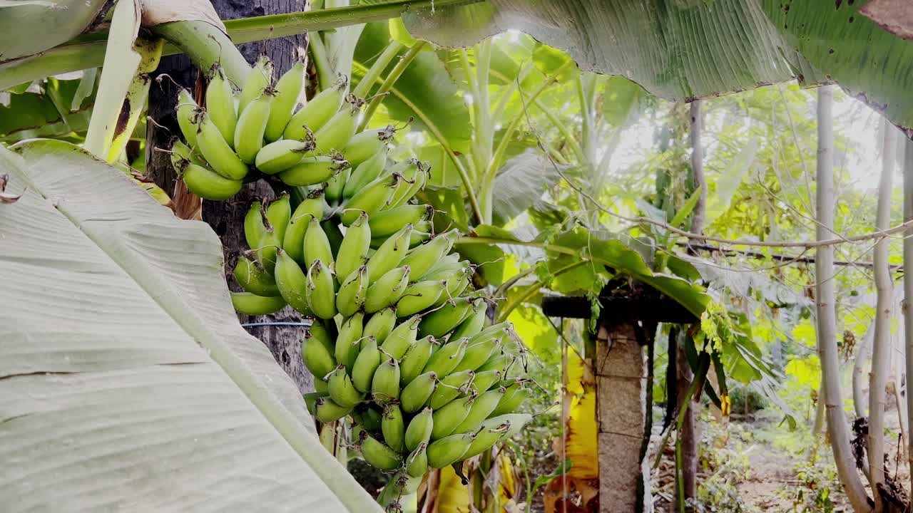 Close-up view of palm tree with green Canary bananas under the bright sun. Delicious bananas on island of Tenerife grow on plantations in hot weather. One of the most important products on archipelago