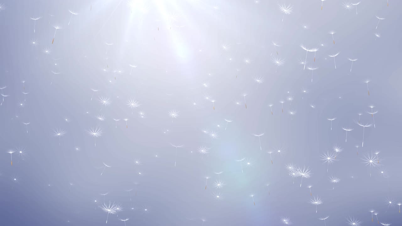 semillas de diente de león volando en el viento