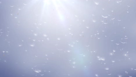 dandelion seeds flying in the wind