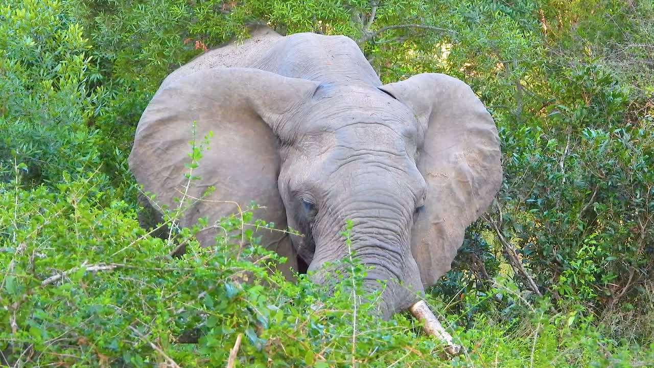 elefante africano comiendo algunos alimentos veganos en el parque nacional kruger, sudáfrica