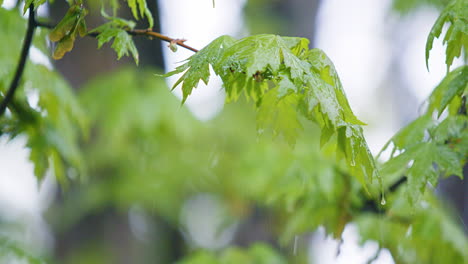 Ständiger-Regen-Fällt-Auf-Äste-Mit-Blättern---Zeitlupe