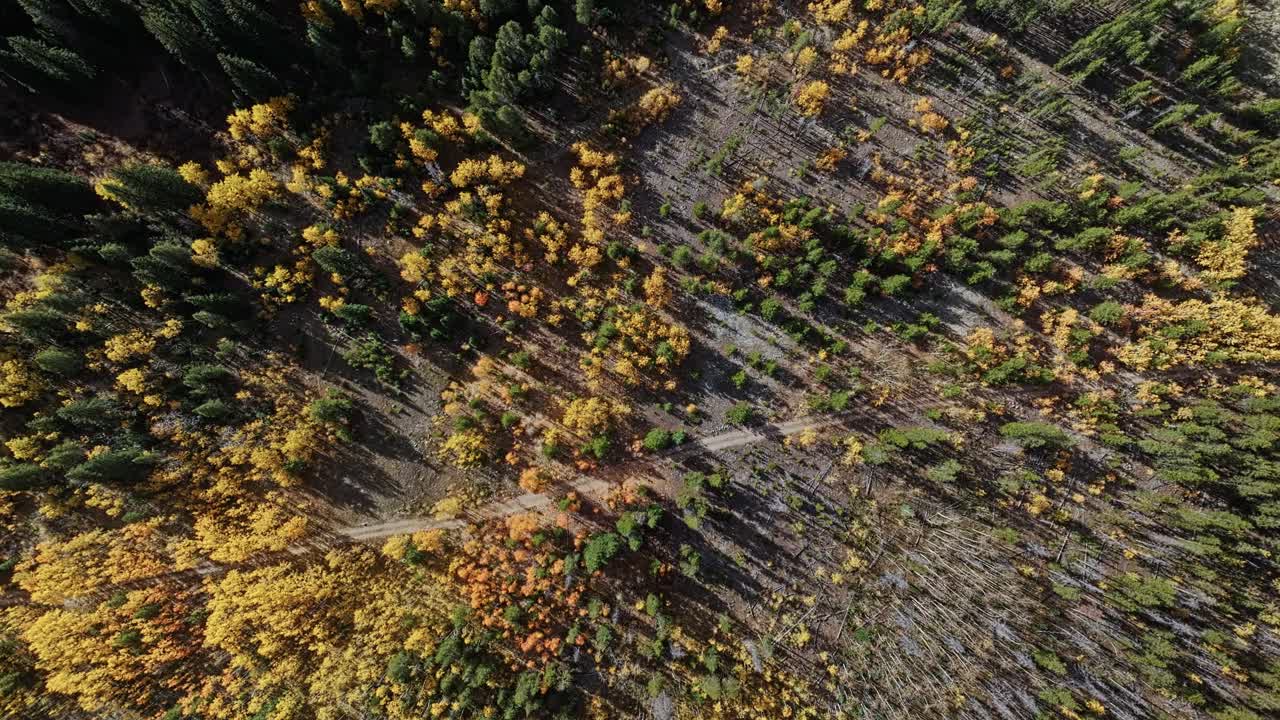 Establishing drone top shot of bright fall forest along mountain highway near Frisco Gulch Colorado, colorful landscape