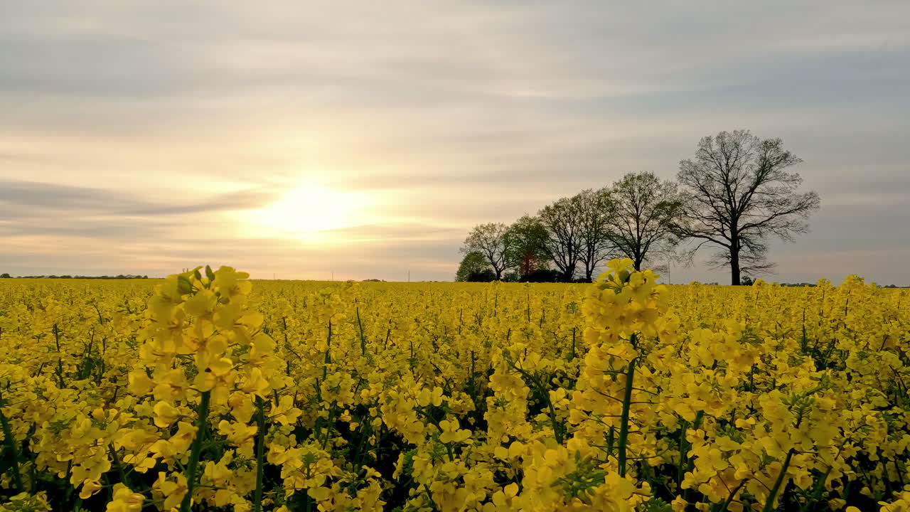 campo de colza floreciendo en color amarillo con brillante puesta de sol en el fondo