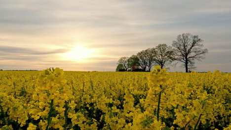 Rapsfeld-Blüht-In-Gelber-Farbe-Mit-Hellem-Sonnenuntergang-Im-Hintergrund