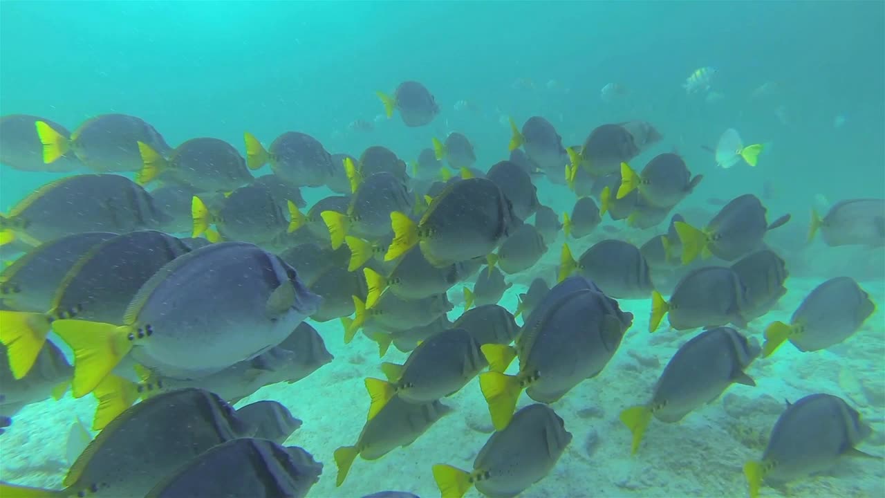 Banco di pesci chirurgo nelle acque blu al largo dell'isola di Santiago nel Parco Nazionale delle Galapagos, Ecuador