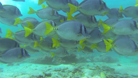 escuela de pez cirujano navaja en el agua azul frente a la isla de santiago en el parque nacional galápagos ecuador