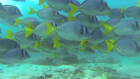 school of razor surgeonfish in the blue water off santiago island in galapagos national park ecuador