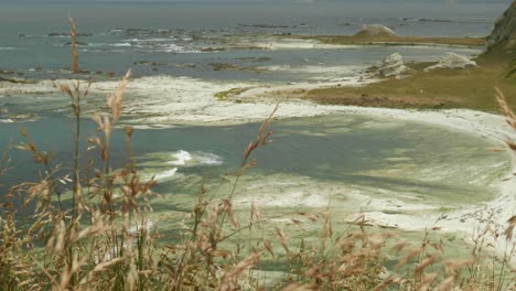 Colonia-De-Focas-Asomándose-A-Través-De-La-Exuberante-Hierba,-Una-Visión-Serena-Del-Paraíso-Costero