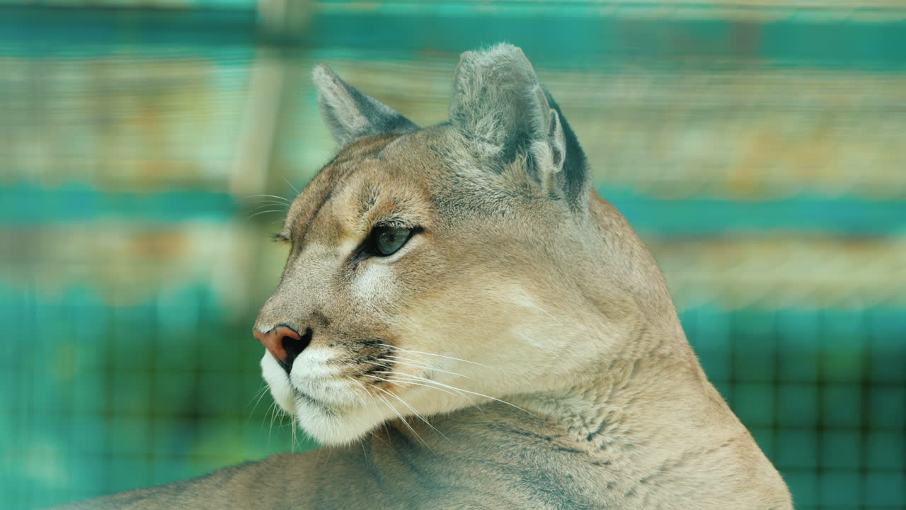 새장 뒤 퓨마의 초상화