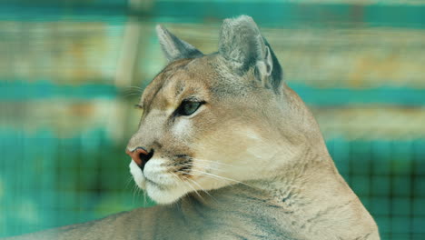 retrato de un puma detrás de la pajarera