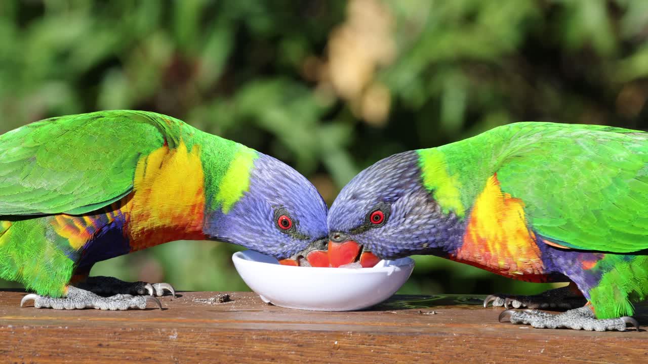 dos lorikeets coloridos comiendo juntos de un cuenco