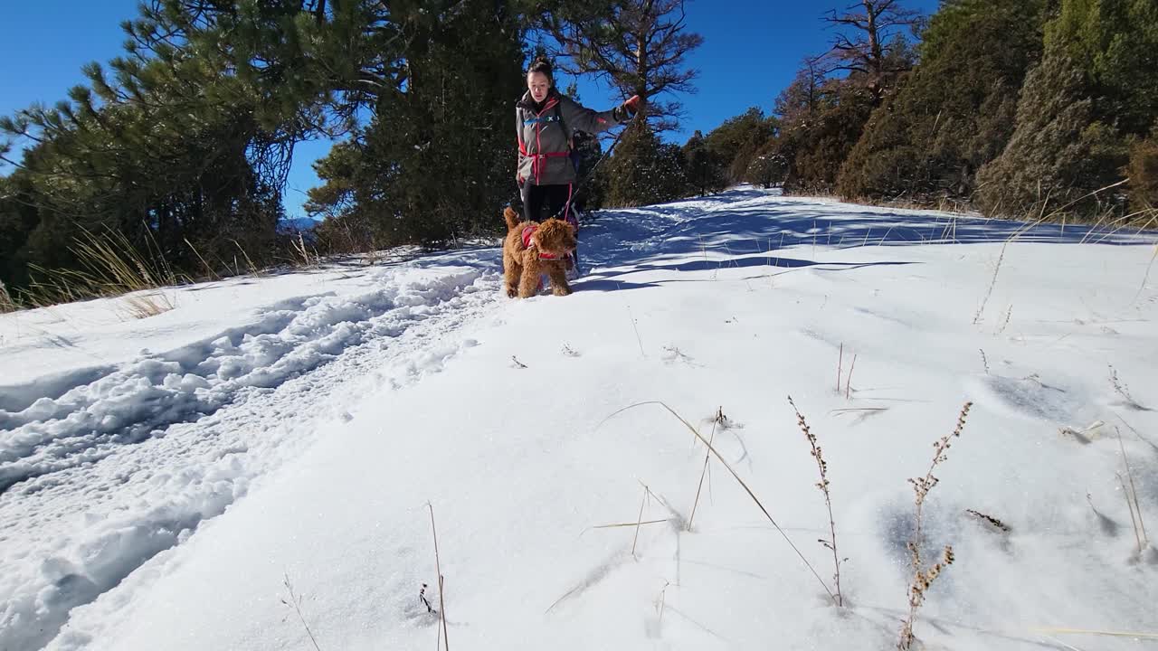 mujer caminando con perros corriendo en un sendero de montaña de invierno nevado mientras sostiene correas y paseos de fideos dorados hacia la cámara