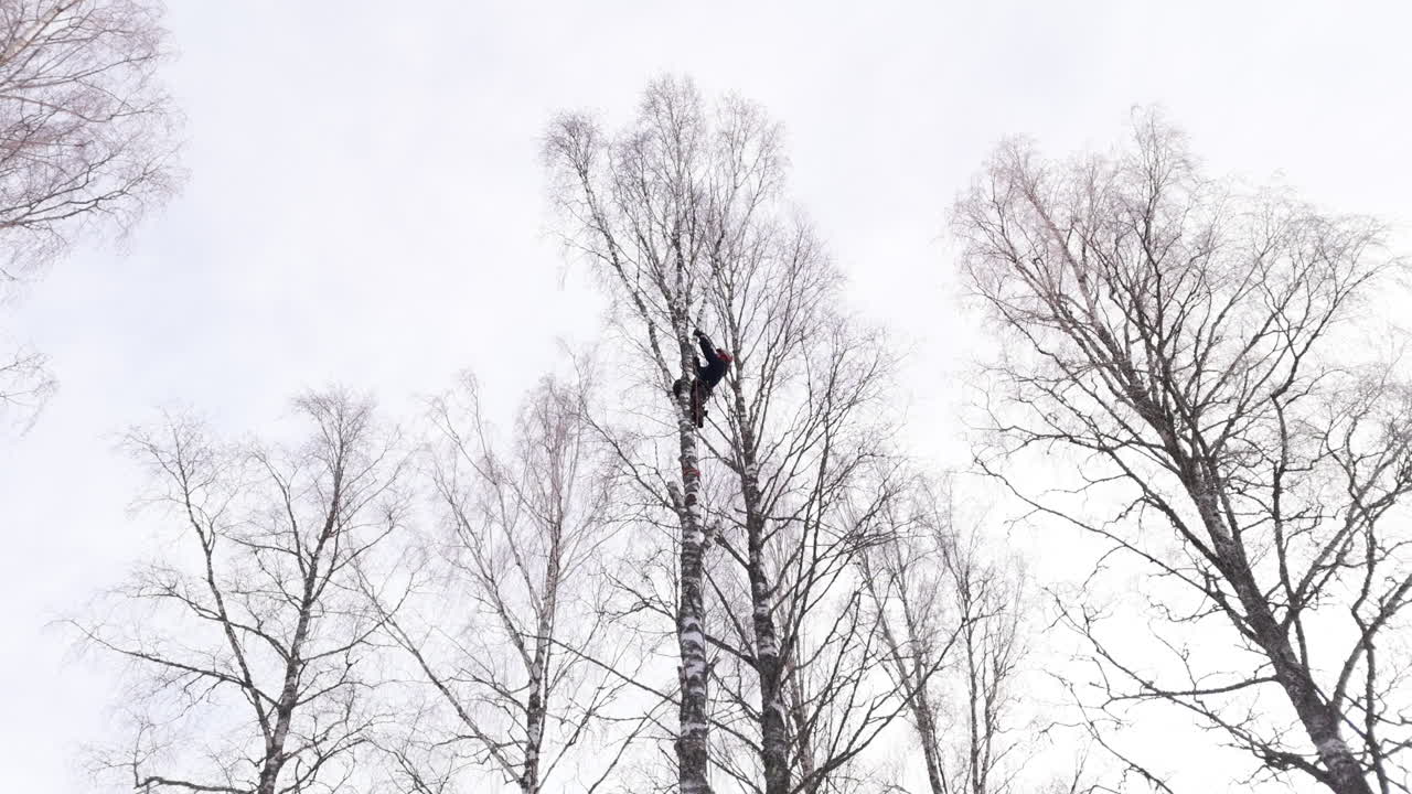 Dismantling of birch tree by arborist high up using handsaw to cut branch
