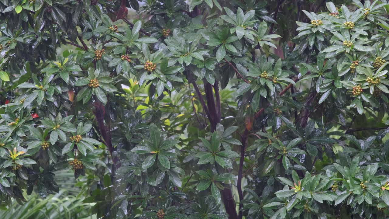lluvia en el bosque de primavera vista