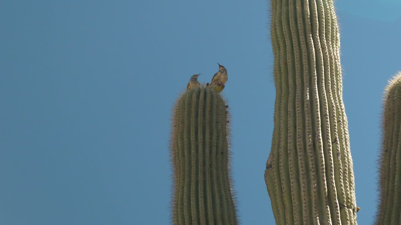 algunas aves silvestres encaramadas en un cactus alto en medio del desierto