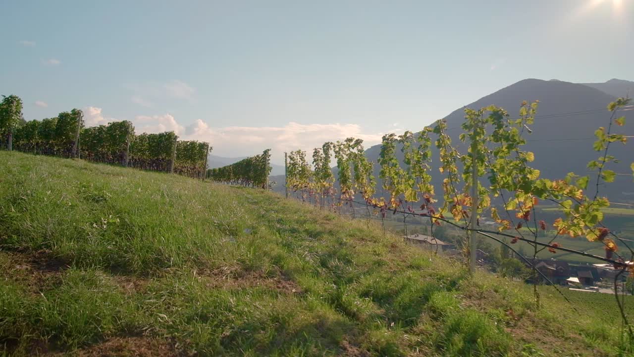 прогулка по винограднику