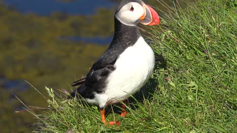 Bonito-Primer-Plano-De-Un-Lindo-Frailecillo-Posando-En-La-Costa-De-Islandia,-Cerca-De-Latrabjarg-8