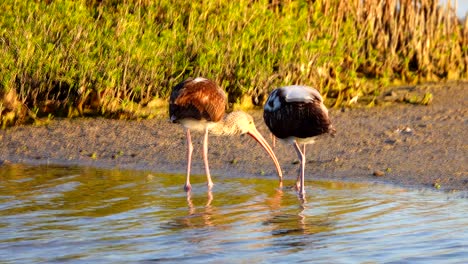 Aves-Marinas-En-Busca-De-Alimento-A-Lo-Largo-De-La-Costa