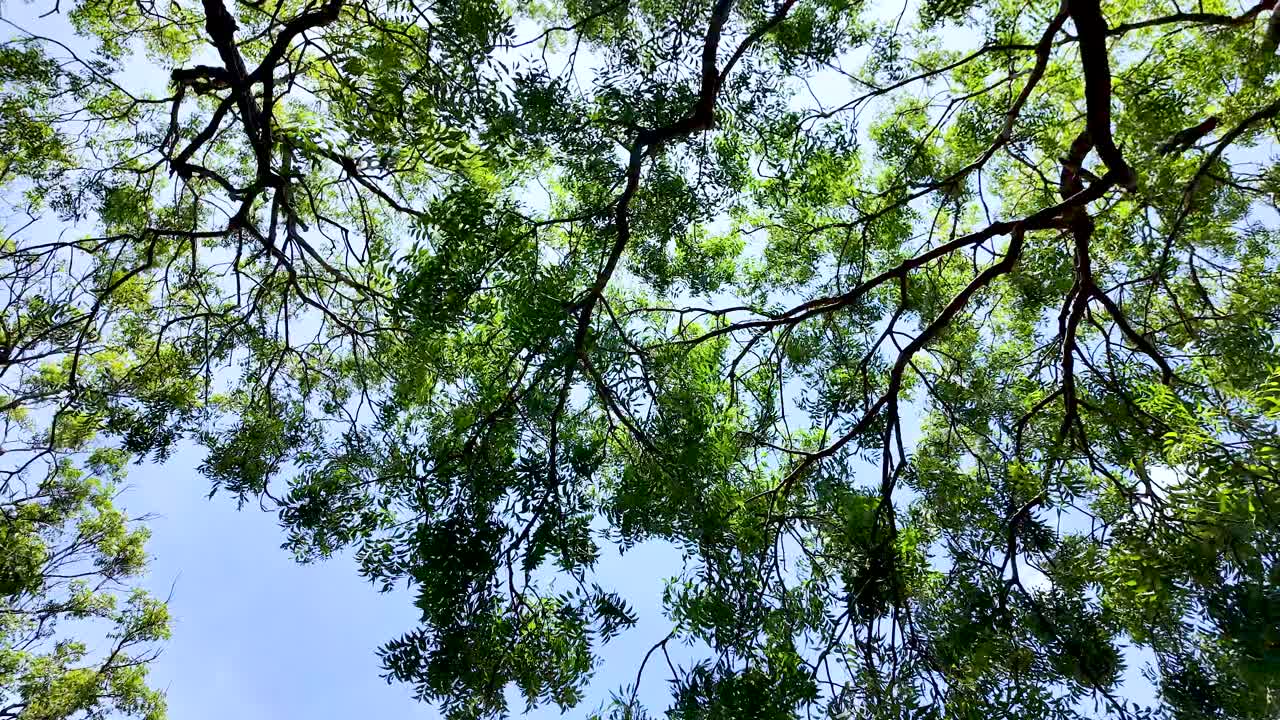 Looking Up at intricate canopy of green leaves and branches of a tree set against a bright blue sky, showcasing the beauty of nature and the tranquility it offers.