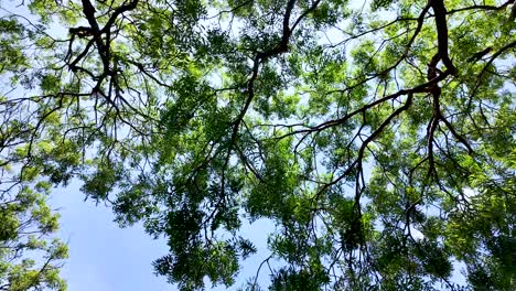 looking up at intricate canopy of green leaves and branches of a tree set against a bright blue sky, showcasing the beauty of nature and the tranquility it offers.
