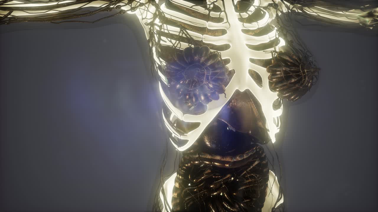 cuerpo humano con huesos esqueléticos visibles