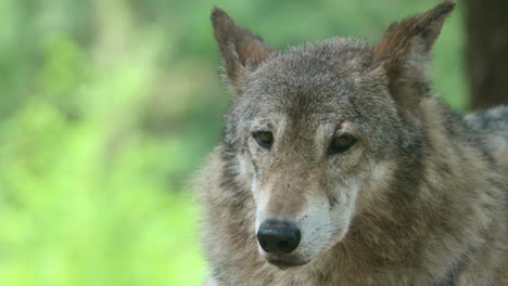 cabeza de lobo gris mirando a su alrededor en su hábitat