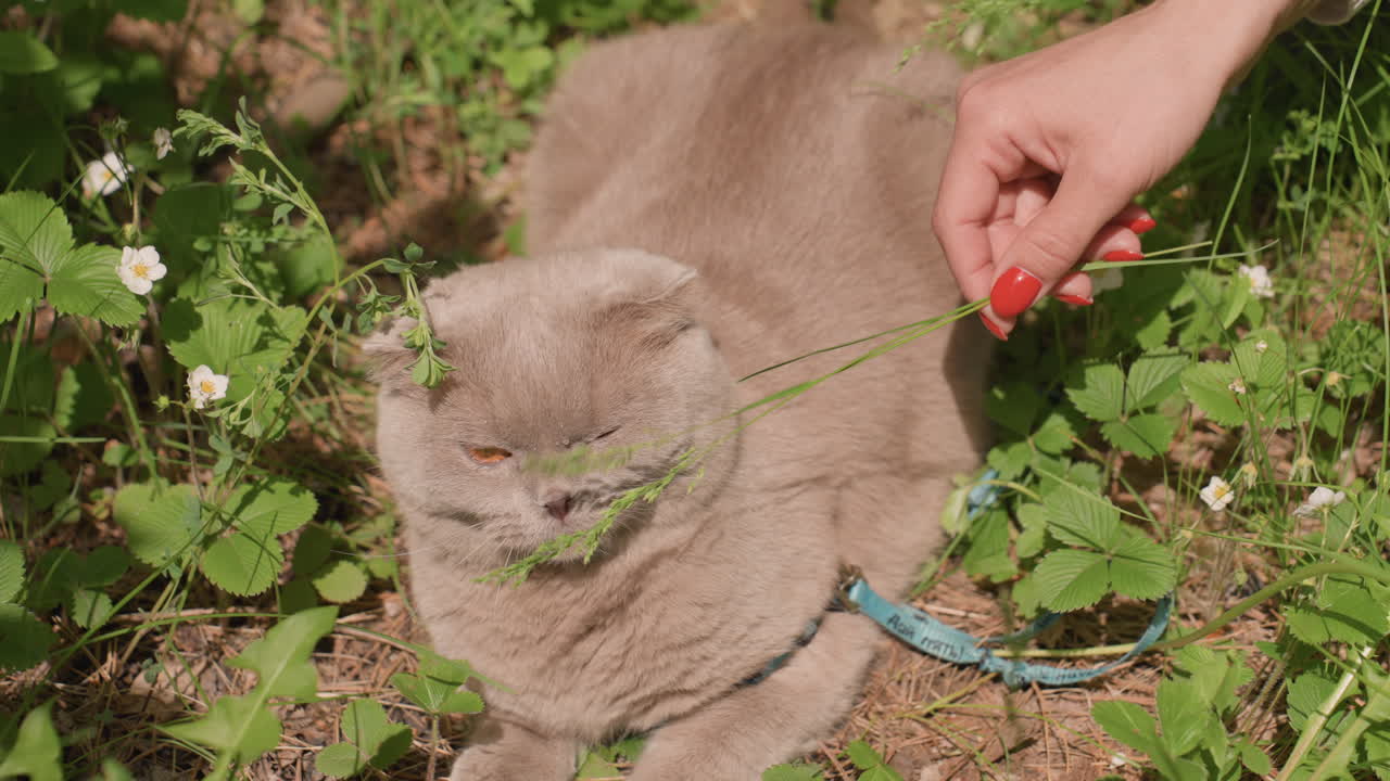 Garden Clover Gray Cat Reclining In Sunlight With Blue Leash And RedNailed Hand Gently Approaching, Soft Fur Closeup, Tranquil Outdoor Scene, Warm Summer Tones, Pastoral Companion Moment