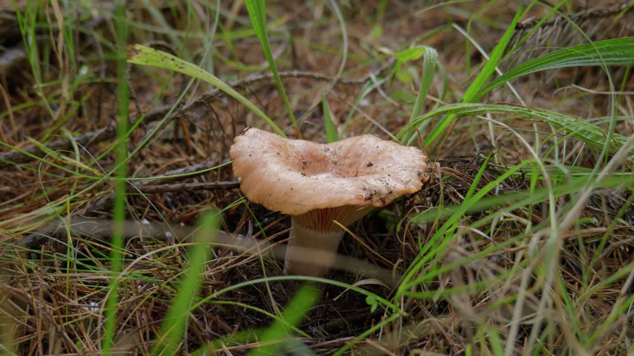 Picking Chanterelle Mushrooms in the Forest