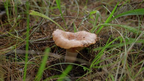 picking chanterelle mushrooms in the forest