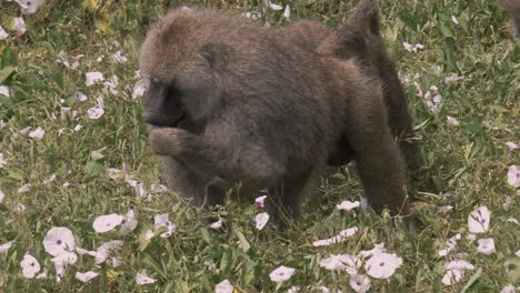 big male is baboon feeding on flowers - morning glory in tanzania, east africa