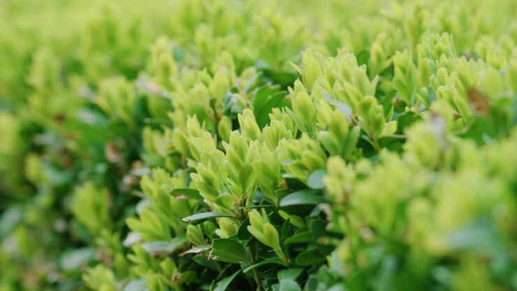 Close up of fresh green hedge leaves in soft natural light