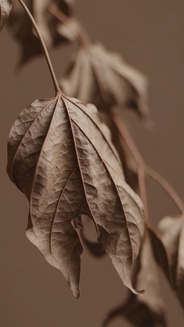 Close-up of a Dried Brown Leaf with Detailed Veins