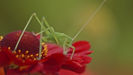 Green-Grasshopper-Sitting-on-Blooming-Helenium-Sneezeweed-red-flower-against-blurred-background