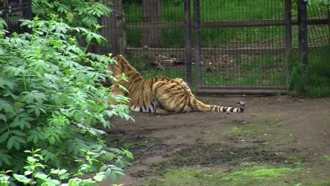 Tigre-Siberiano-En-Cautiverio