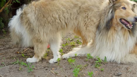 Happy-rough-collie-dogs-enjoys-each-other-outdoors,-front-view