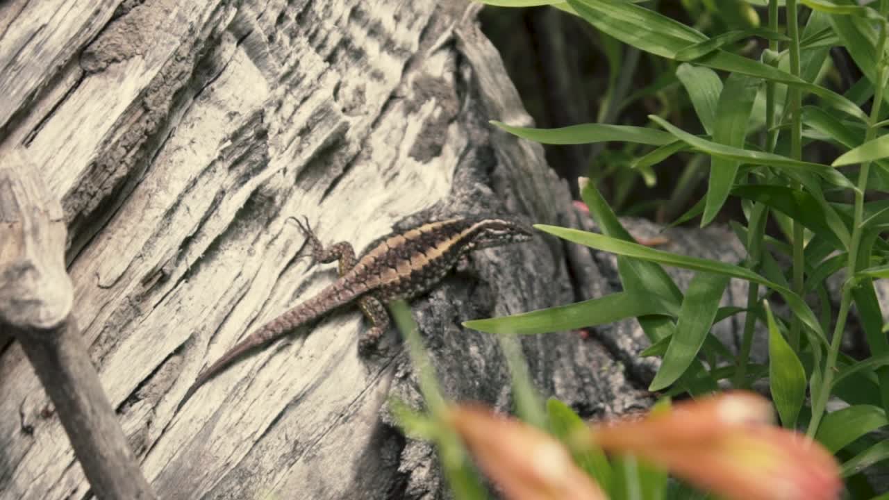 Lizard on an old tree trunk
