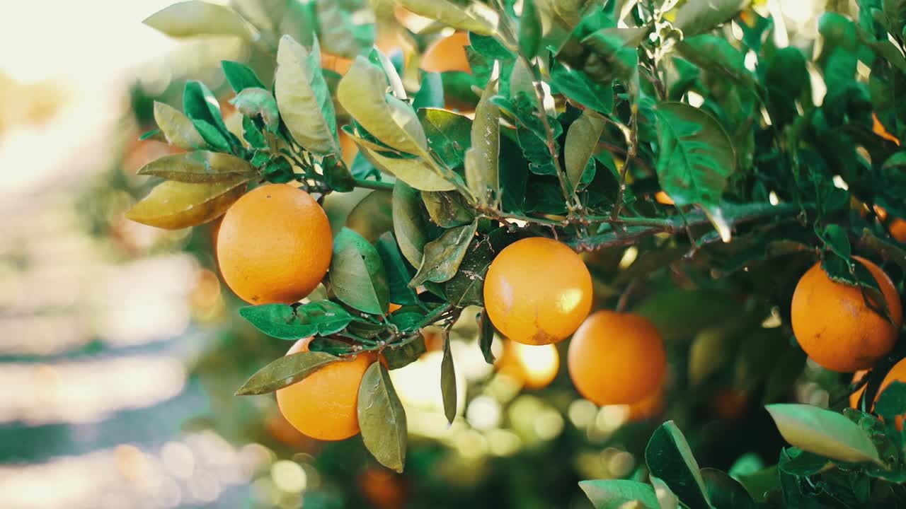Un gruppo di arance appese in una piantagione di alberi biologica, frutteto in Spagna.