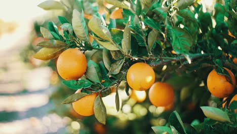 bunch of oranges hanging in organic tree plantation orchard garden in spain