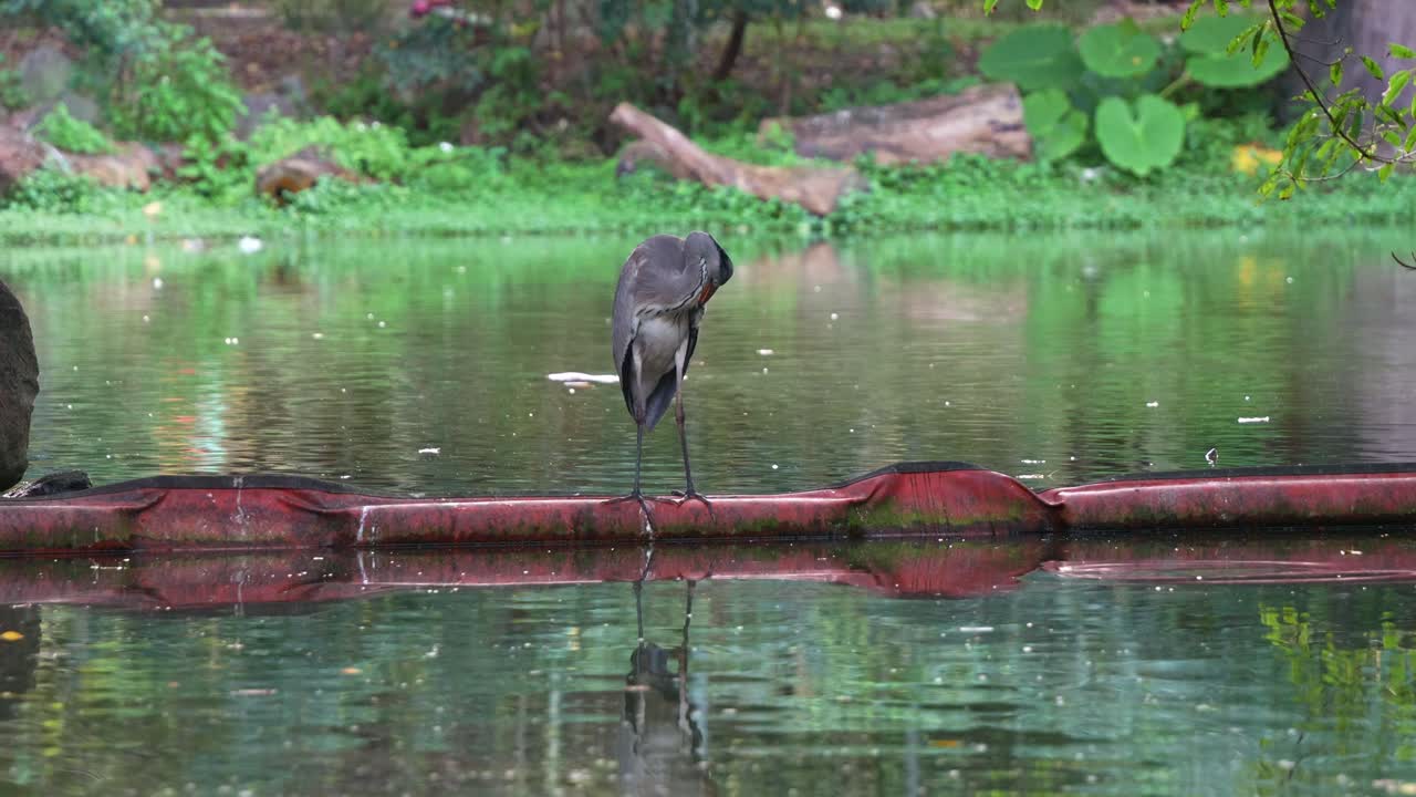 야생 회색 헤이론 (ardea cinerea) 은 타이베이의 대안 숲 공원에서 호수 한가운데에서 털을 정리하고 정리하는 긴 다리 바다 새입니다.